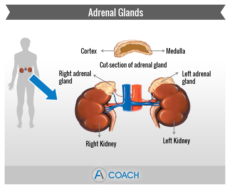 overactivity of the adrenal gland medical term